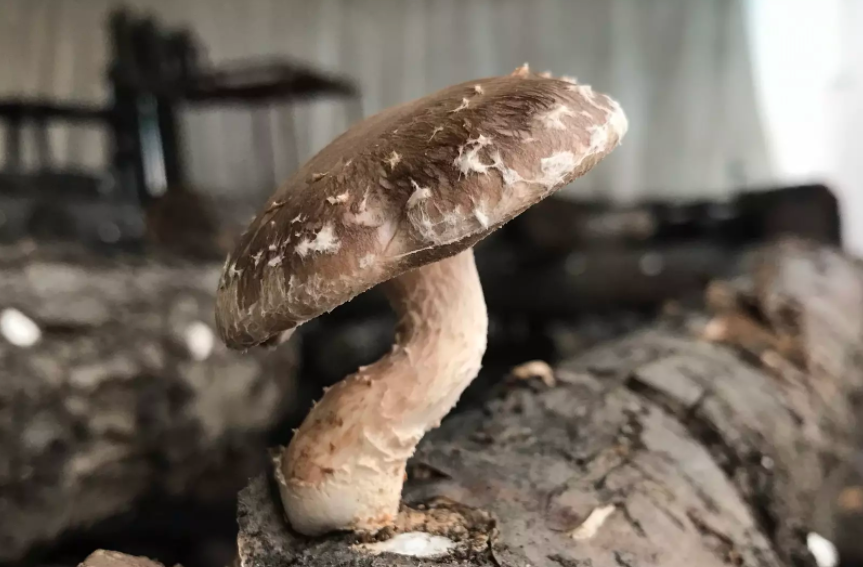 houby shiitake