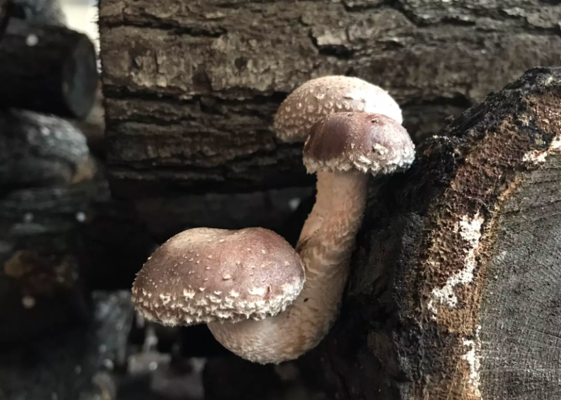 houby shiitake